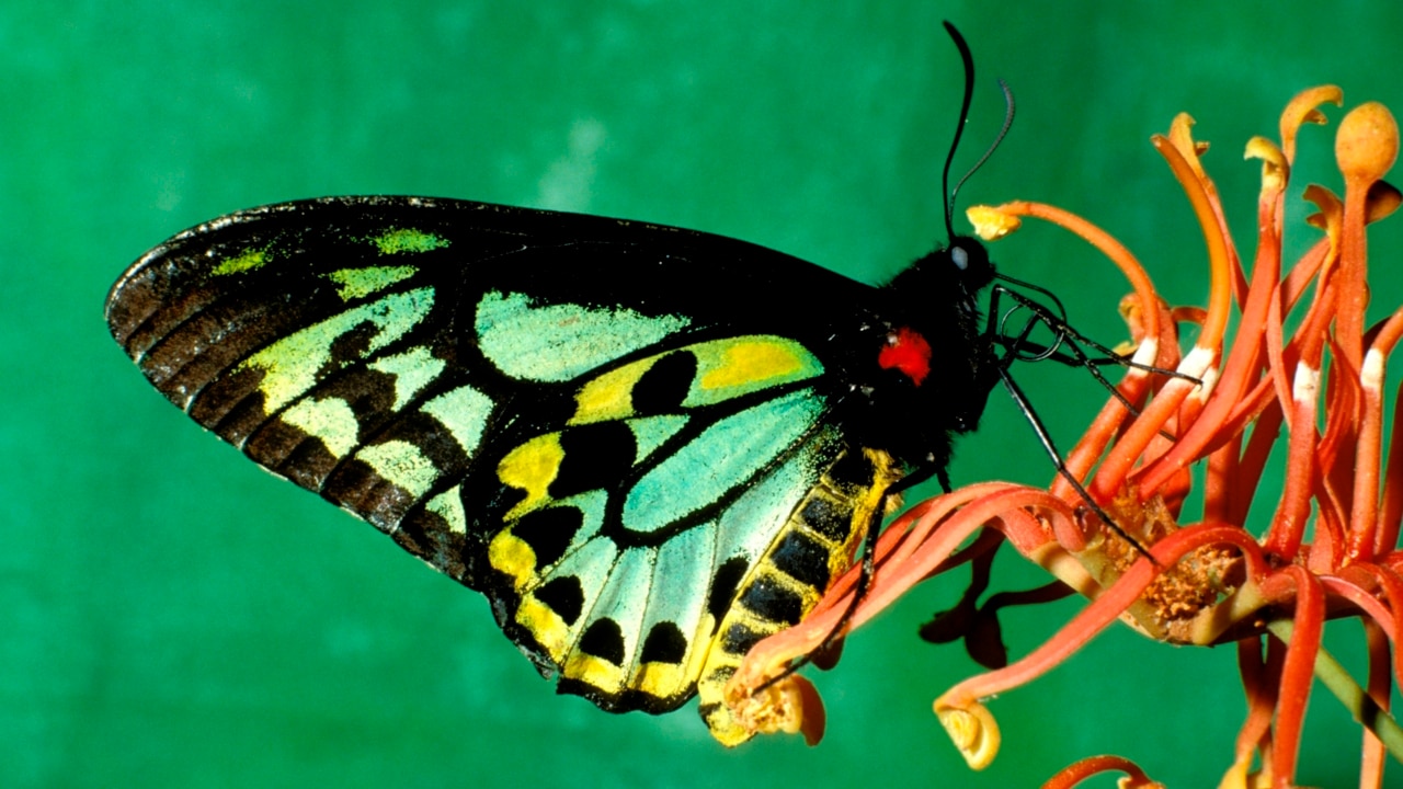 Critically-endangered butterfly appears to be making comeback