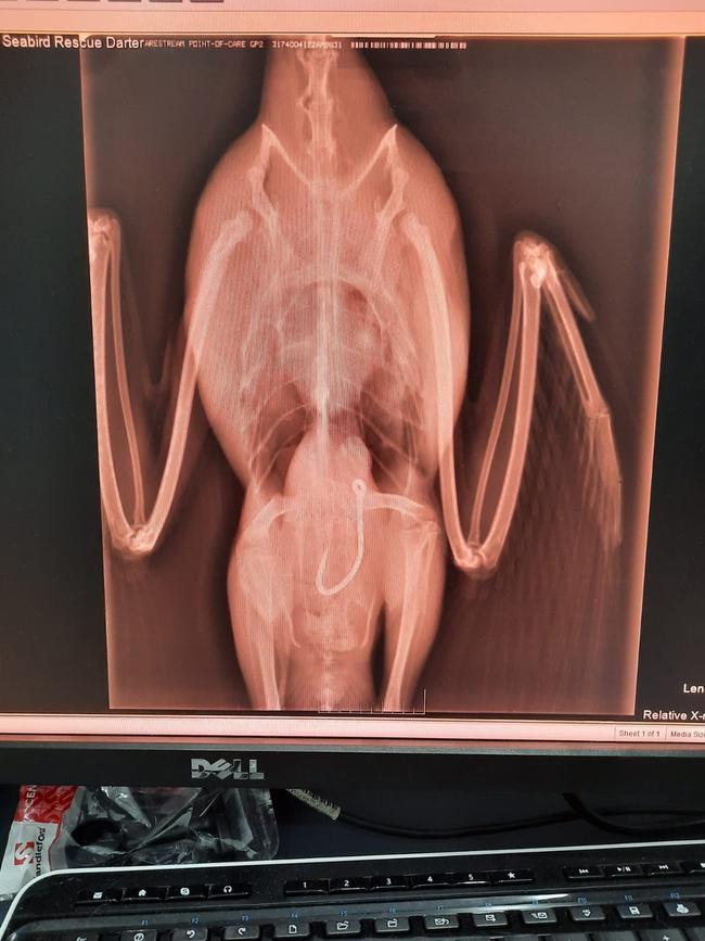 An X-ray of a darter bird showing a fishing hook. More than $574,000 has been riased for a new Byron-based mobile wildlife hospital.