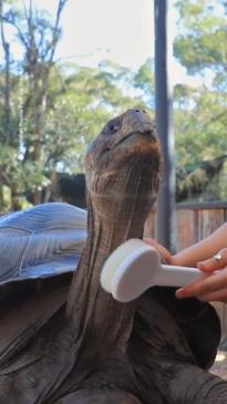 Australia's Tinder Tortoise treated to a spa day