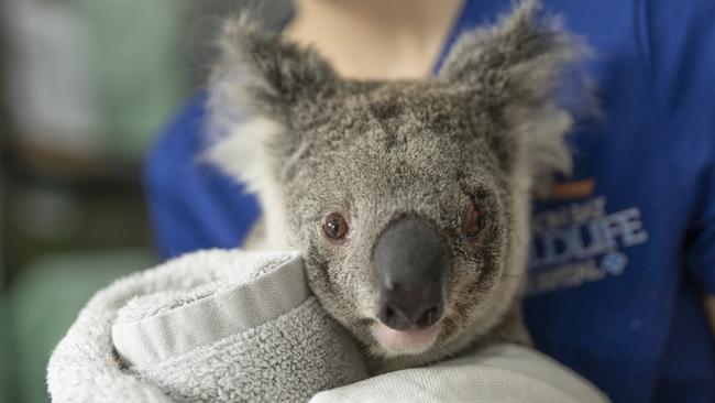 A koala at the Byron Bay Wildlife Hospital. Picture: Supplied