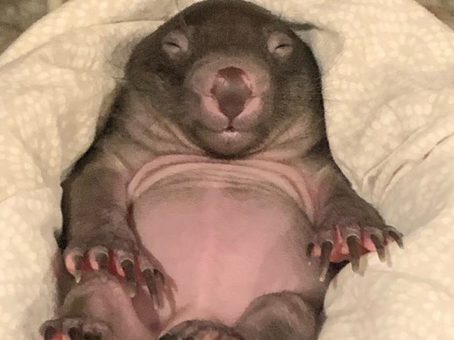 Wombat cull: Wildlife carers say wombats are at risk of being wiped out from rising culls, disease, illgeal shootings and loss of habitat. This wombat joey was rescued after its mother was found dead. PIcture: supplied