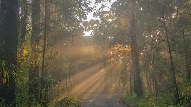 Sunrise through the fog in the Bongil Bongil National Park.