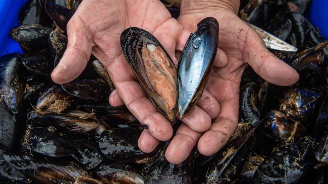 Harry farms live blue mussels at his Western Port farm. Picture: Jason Edwards