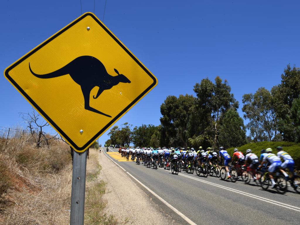 The Tour Down Under peloton outside of the city. Picture: Dan Peled/AAP Image