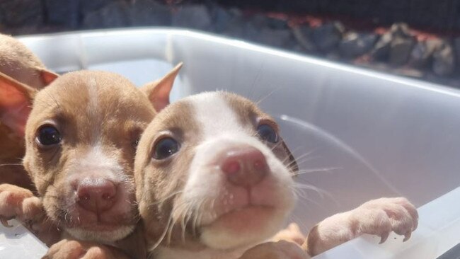 Two of the pitbull-cross puppies that were stolen last week. Picture: SA Police