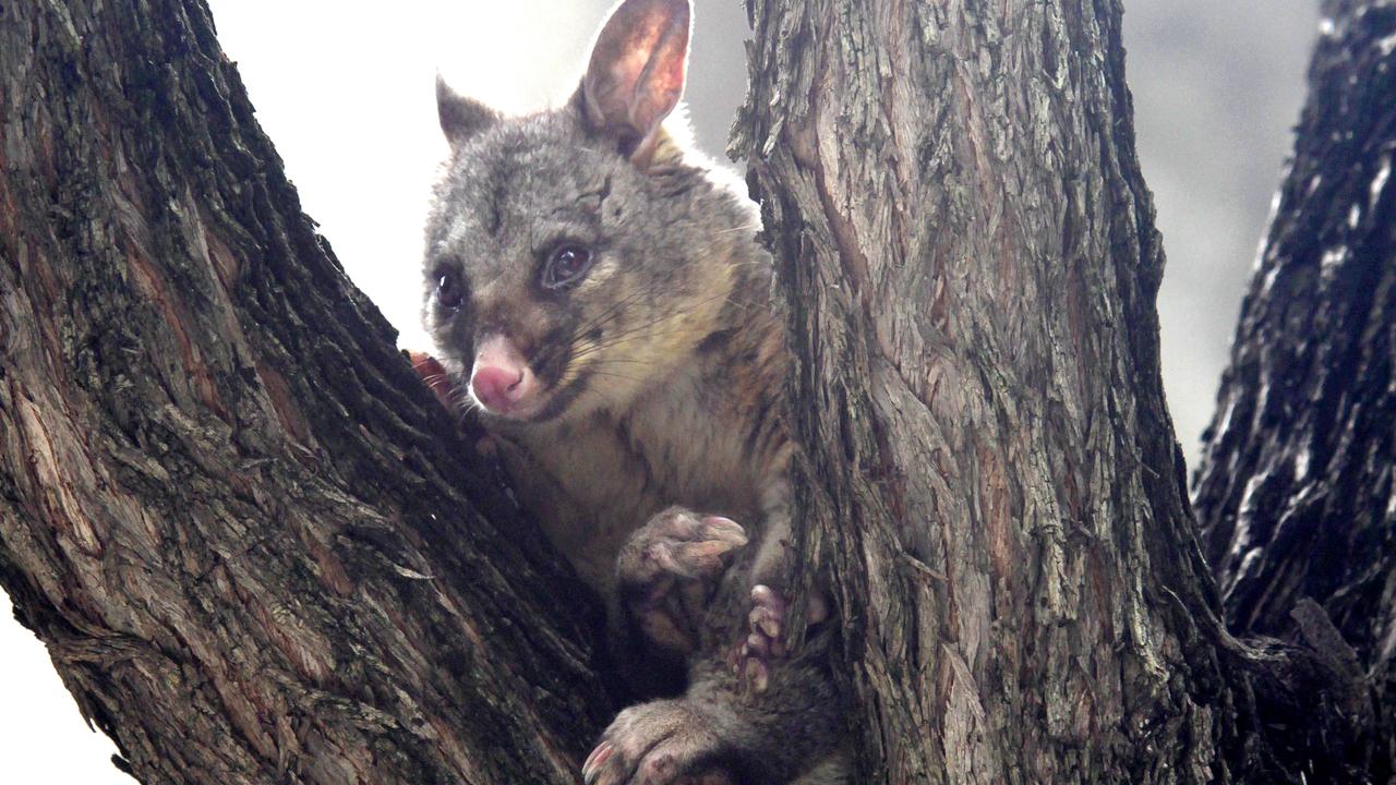 the muddy paws of possums in the rain is a signal of a change of a minor season in the Tiwi Islands.