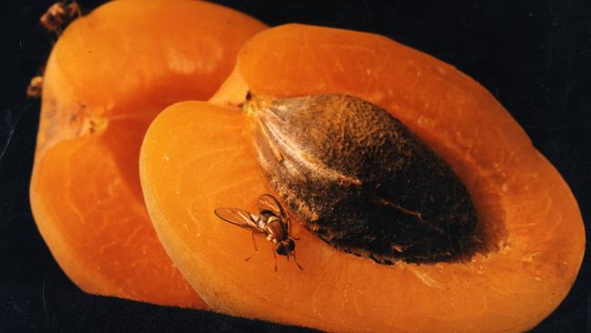 A sterile Queensland fruit fly on an apricot.