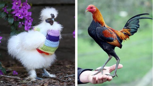 A silkie bantam (left) and a modern game bantam (right).