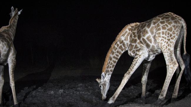 Giraffes (Giraffa camelopardalis) in the Zambezi Region of Namibia. Picture: Will Burrard-Lucas/WWF-US