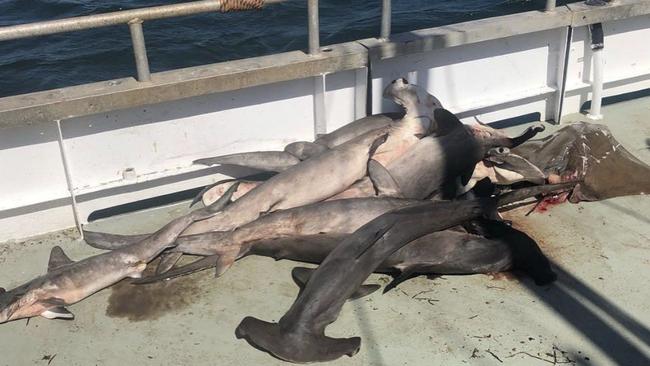 A second photo shows dead hammerhead sharks and a ray on a boat. It’s not certain whether these were the same sharks in the other photo or another pile of sharks. They were found trapped in shark nets off the Central Coast. Picture: Envoy: Shark Cull