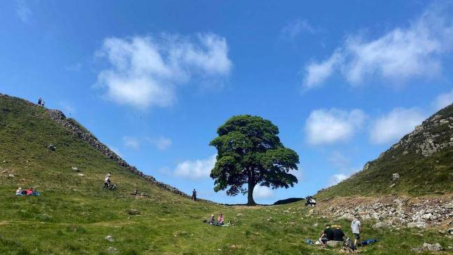 It was one of the UK’s most photographed trees. Picture: Oli Scarff/AFP