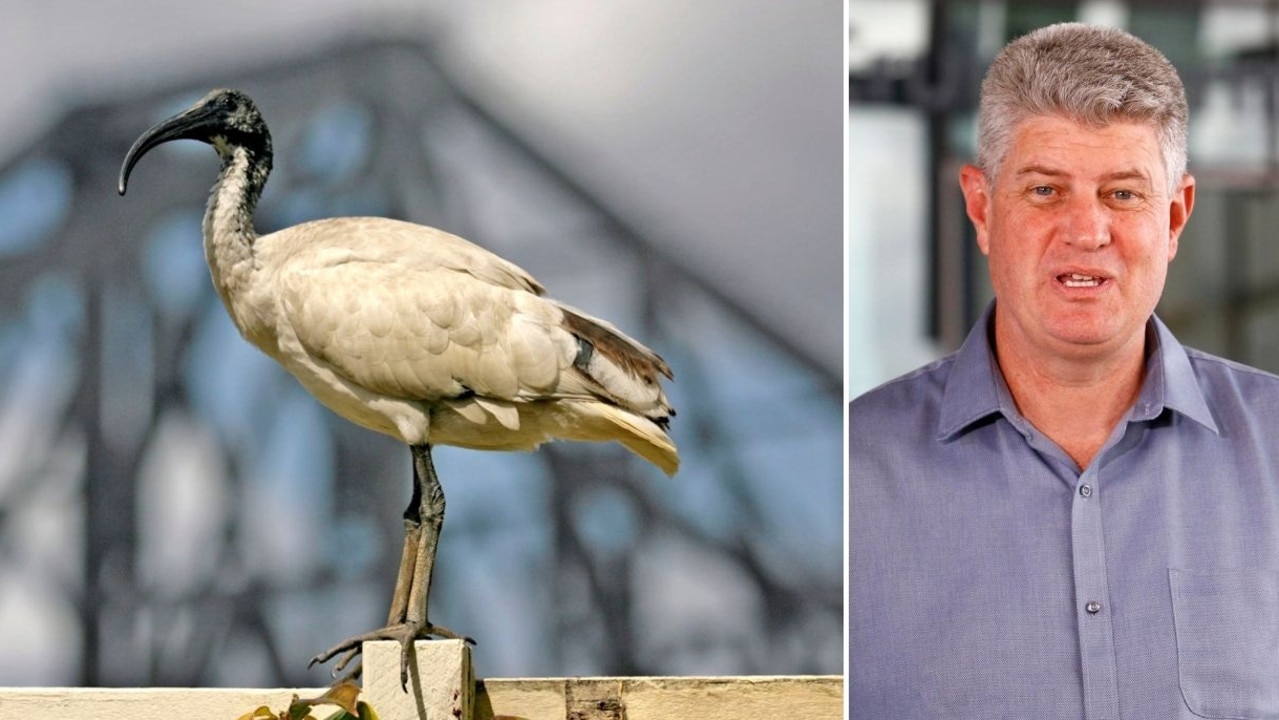 Should the ibis be Brisbane's 2032 Olympic mascot? Queensland’s Sports Minister Stirling Hinchliffe is quite partial to the ‘bin chicken’, which incidentally has a noble, ancient history. Picture: file