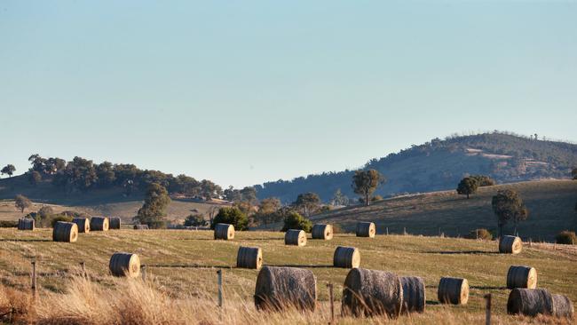 Graziers are turning to vetch and lucerne hay to supplement their operations as new pastures are planted.