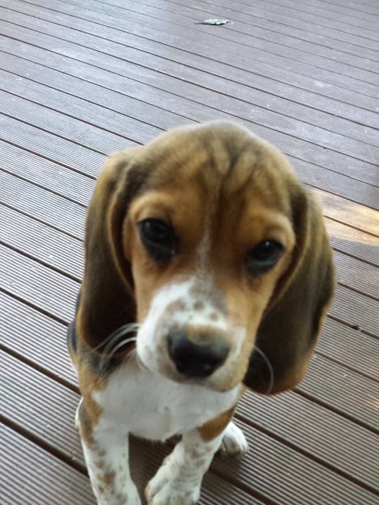 Beagle Buster was diagnosed with canine cough at the weekend and was told to go in isolation for 10 days. Picture: Facebook