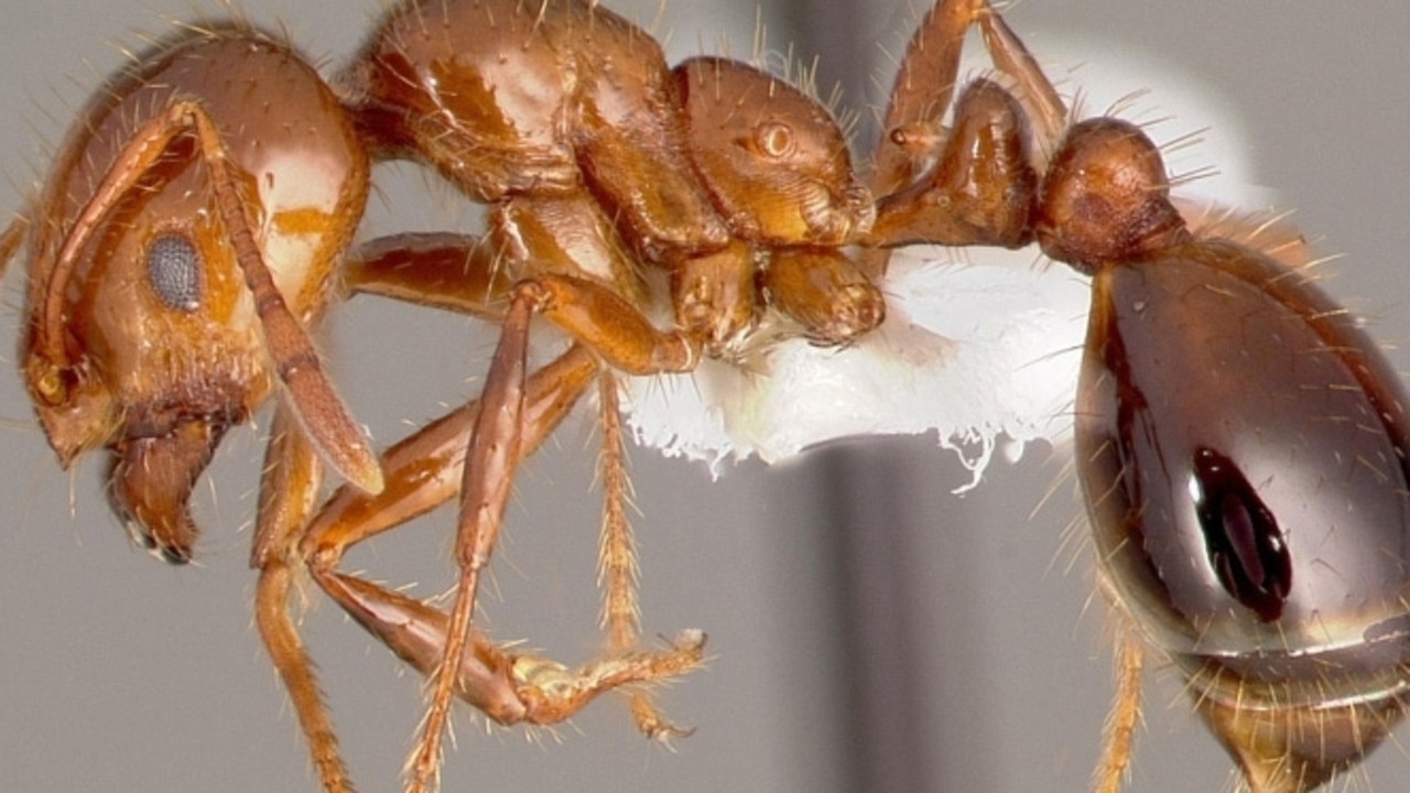 New fire ant outbreak on construction site outside of biosecurity zone