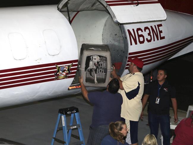 A rescue dog is offloaded by volunteers as St. Hubert’s Animal Welfare Center mobilizes its Sister Shelter WayStation program welcoming nearly 100 dogs from Texas to Morristown Municipal Airport in Morristown, N.J., Tuesday, Aug. 29, 2017. The dogs from Texas shelters arrived in New Jersey on Tuesday to help make room for animals displaced by Tropical Storm Harvey. Picture: AP