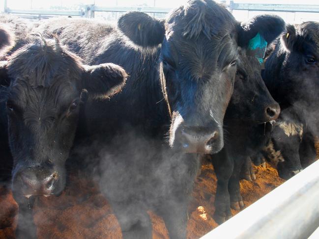 Showing resilience: Low winter supply and restockers are keeping cattle prices firm.