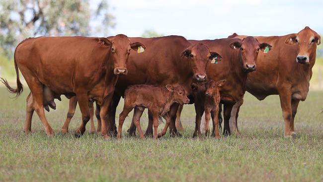 Millions will be spent on modernising Australia’s agricultural export industry.