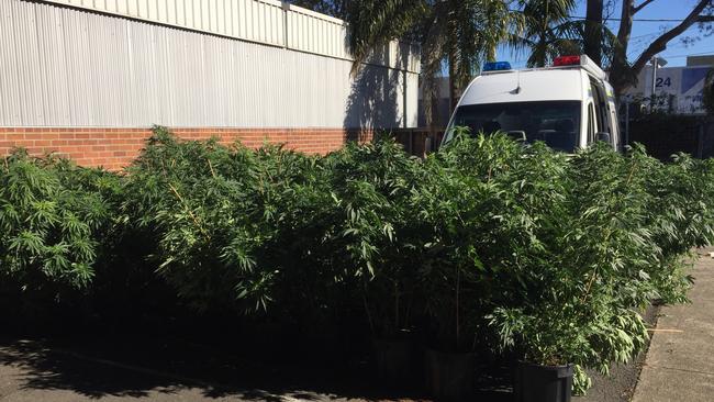 Cannabis plants allegedly seized at Brookvale on Wednesday