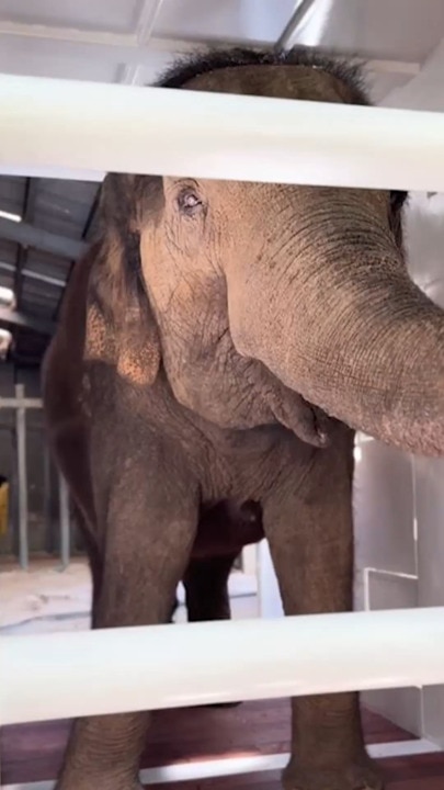 Monarto Safari Park welcomes Permai the elephant