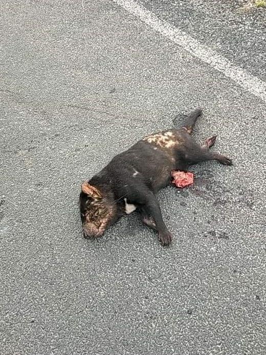 More than 30 Tasmanian devils have been killed on Woolnorth Road in Tasmania's far northwest since the start of January 2021. Picture: Supplied