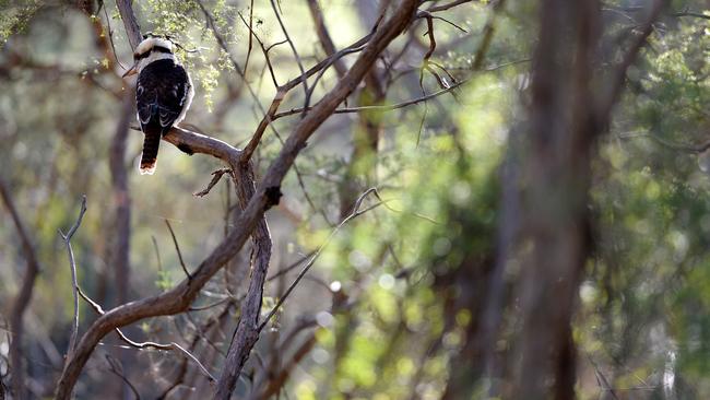 A kookaburra casts a pair of sharp eyes across the Jumping Creek nature walk beside the Yarra River. Picture: Steve Tanner