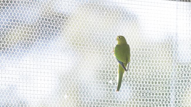 Orange-bellied parrots in their breeding enclosure. Picture: RICHARD JUPE