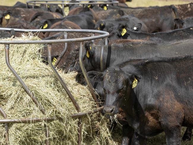 LIVESTOCK: Mike O'Halloran angus weaners Mike O'Halloran with his angus weaners on his farm at MansfieldPICTURED: Generic farm. Angus cattle. Weaners. Weaner cattle. Stock Photo.Picture: Zoe Phillips