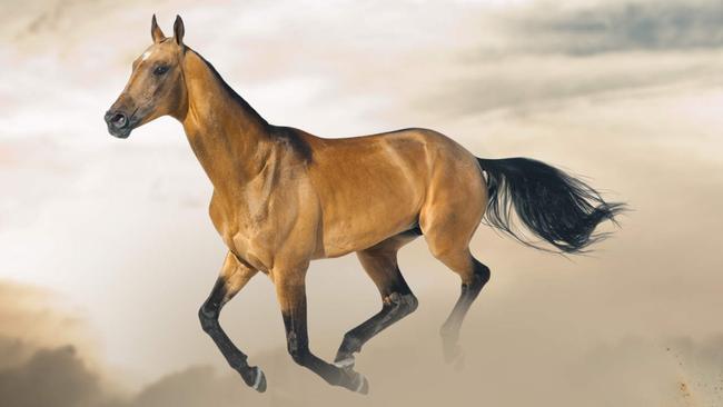 Golden akhal-teke horse in sunset running gallop