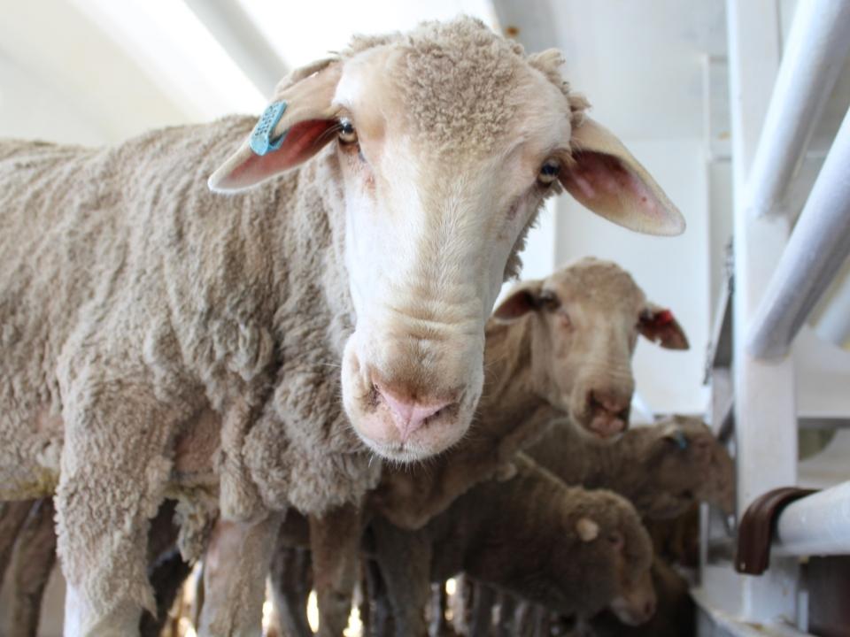 Albanese government ‘phasing out’ export of live sheep by sea