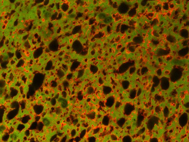 A Confocal Laser Scanning Microscopy (CLSM) image of cheddar cheese showing the structure of the food on a micro level. Picture: CSIRO