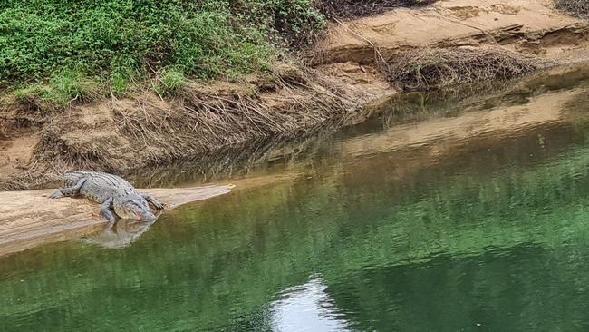At Clyde Rd bridge this week, a new big croc has moved into a stretch of the Russell River. Picture: Gus Lee