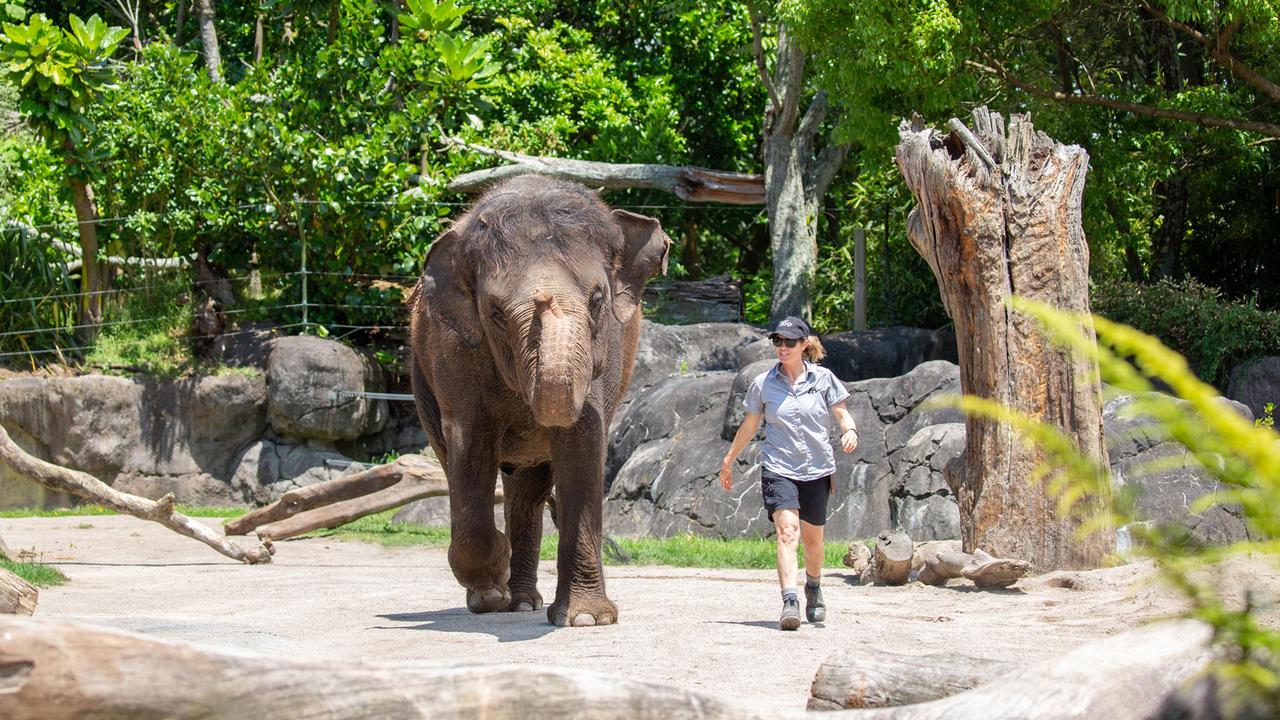 Auckland Zoo senior elephant Keeper Corryn with Asian elephant Burma. Picture: Auckland Zoo.