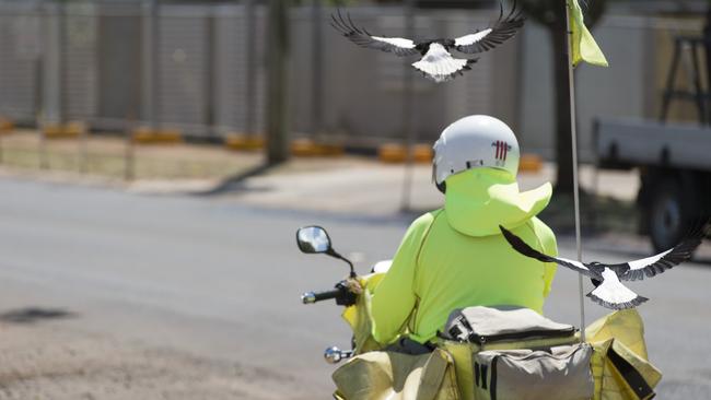 Two magpies swoop to defend their territory from a postman on a motorbike. Picture: Kevin Farmer / The Chronicle