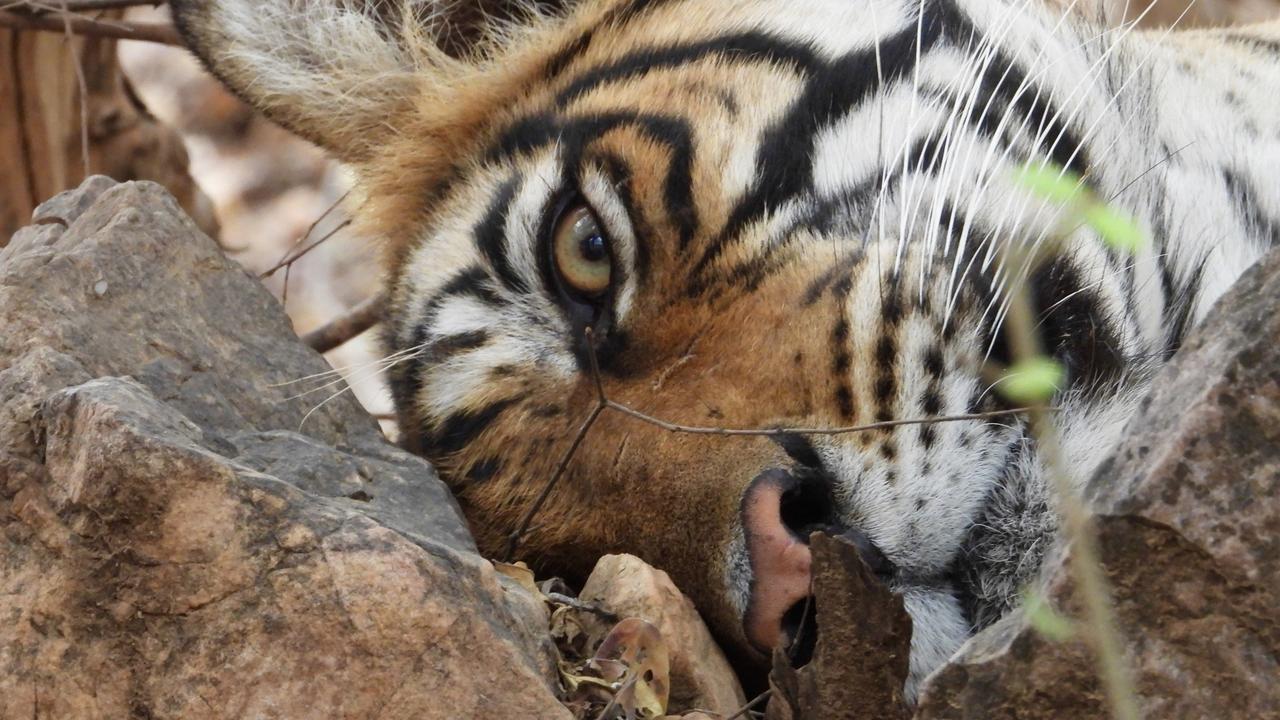 Tigers in India’s Ranthambore National Park a prized sighting | The ...