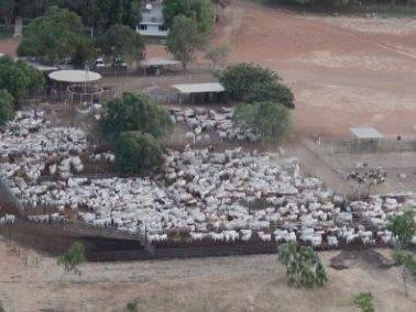 HUNDREDS of thousands dollarsÃ worth of horses have been shot at a remote Northern Territory station by members of a sporting shootersÃ association. File pics supplied of Killarney Station.