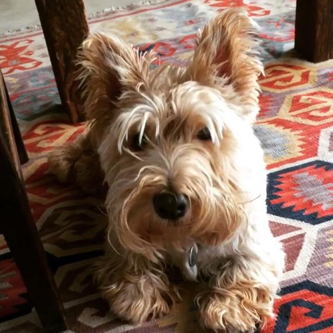 Poh’s much-loved dogs are a fixture on her social media. Picture: Instagram.