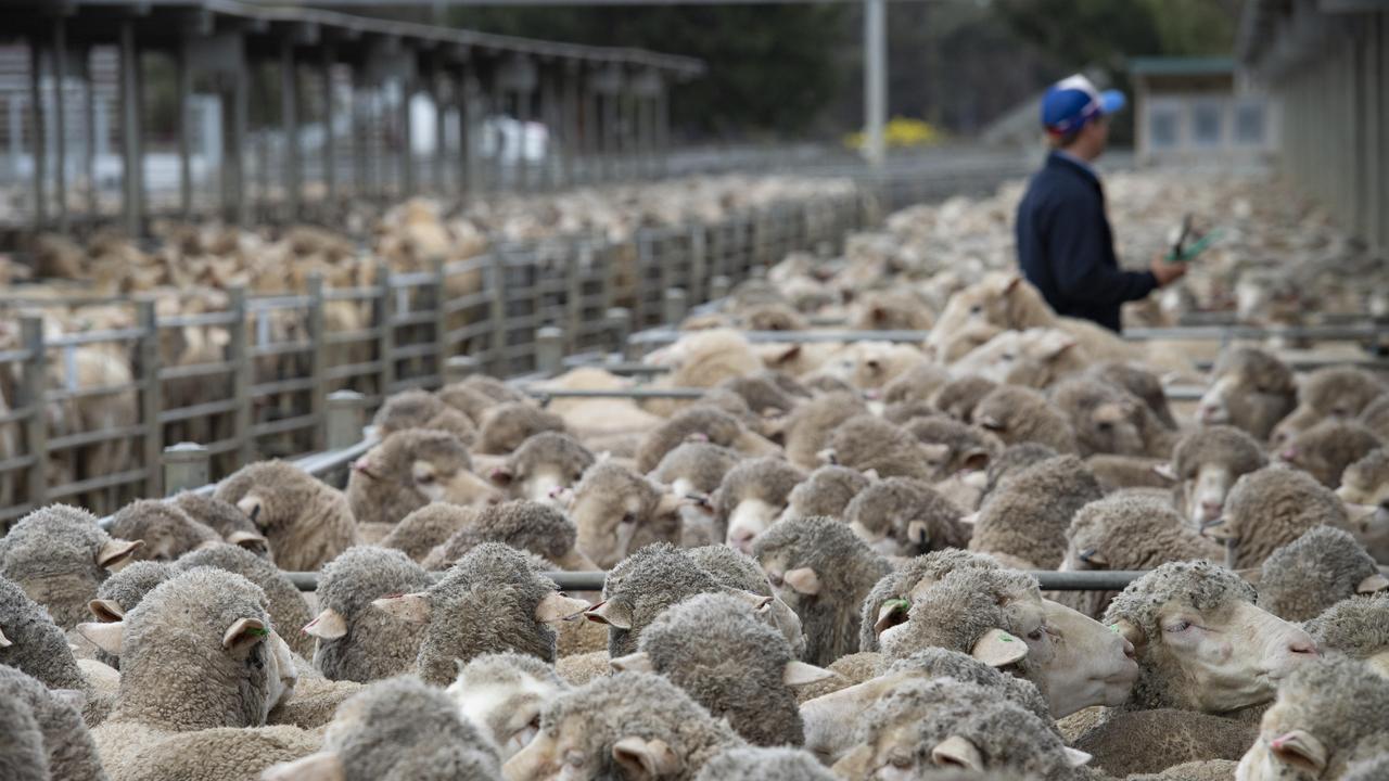 Bigger chop for spring lambs