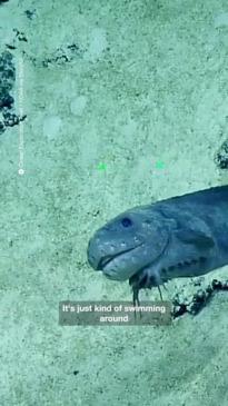 Deepsea smiling snailfish