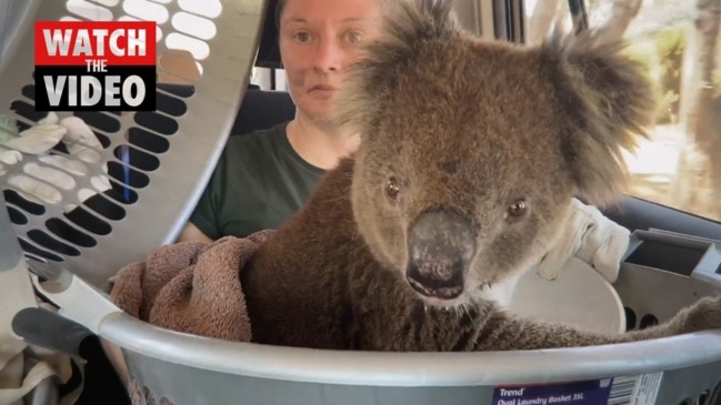 Three billion native animals lost due to summer bushfires