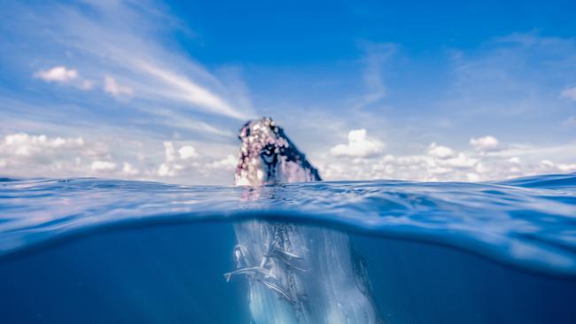 Swim with the Whales at Mooloolaba with Sunreef. Picture: Tourism and Events Queensland