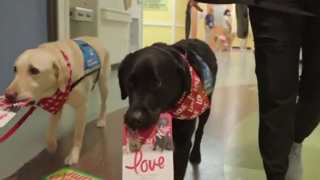 Labradors Deliver Valentine's Day Cards, Cuddles at Children's Hospital in Houston