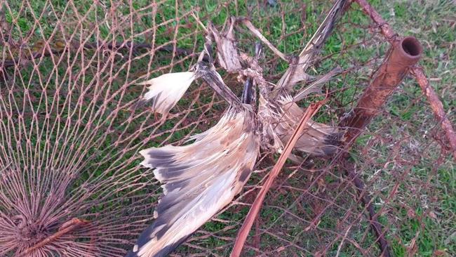 A dead bird trapped in a crab pot in Varsity Lakes' Lake Orr. Picture: Two Llamas Environmental &amp; Social Projects