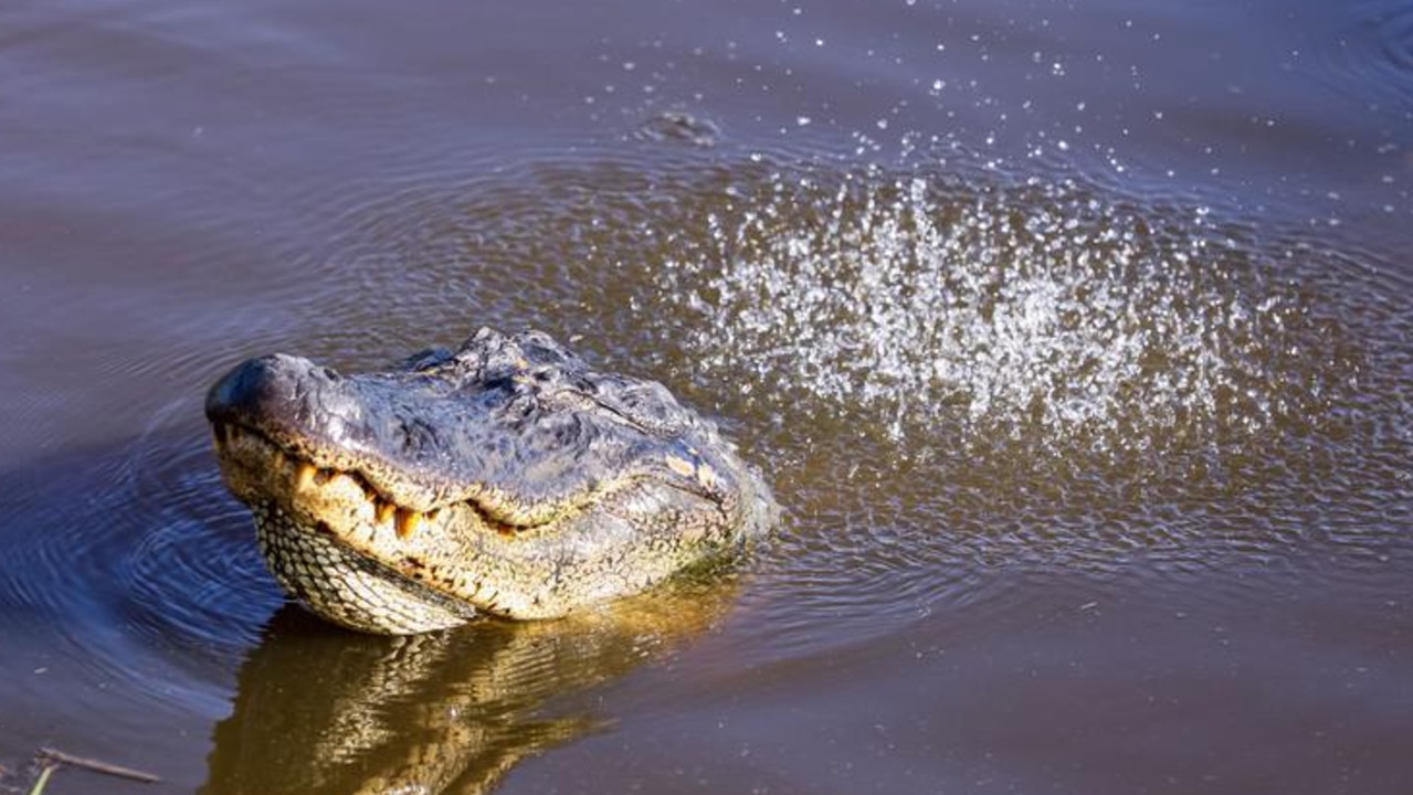 An alligator approaches the 18th hole during the third round of the Zurich Classic golf tournament at TPC Louisiana, US, April 2019. Picture: USA TODAY Sports