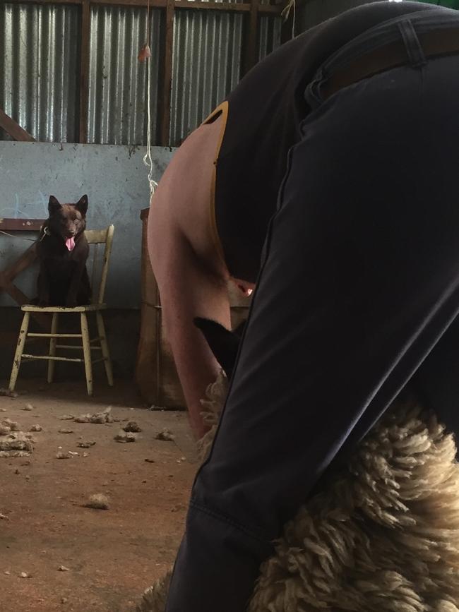 The Weekly Times day of Dogs 2018. The boss of the board. 18 month old Tully keeps a keen eye on the shearing.
