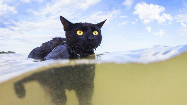 Nathan the swimming cat, beloved pet and Instagram star.