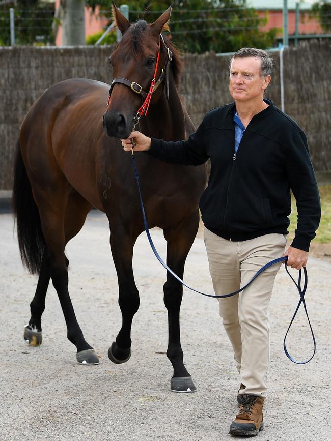 Alligator Blood, pictured with David Vandyke, has astonished everyone with every start. Picture: AAP Image