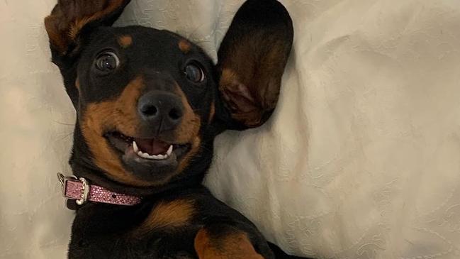 Valerie – SA’s biggest pup-star! Picture: Supplied