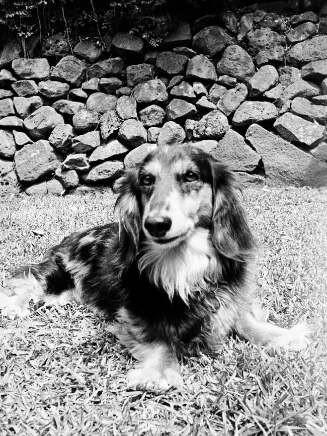 My dog, captured in my backyard on the Pentax 17. Out of focus, yes, but I’m happy with it.