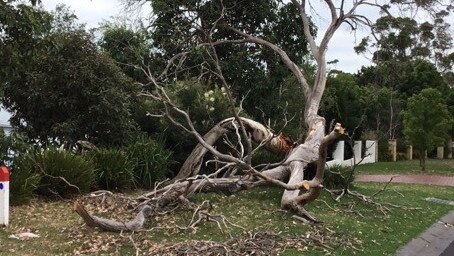 The tree was earmarked for removal months ago but a resident was told “the paperwork got lost”.